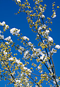 Cornus mas Cornelian cherry