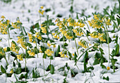 Primula Elatior tall primrose in the snow
