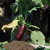 Aubergine Solanum melongena