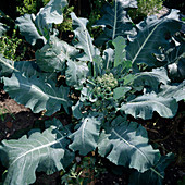 Broccoli (Brassica oleracea var italica)