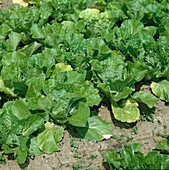 Chinakohl (Brassica rapa subsp pekinensis)