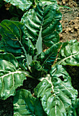 Mangold Beta vulgaris