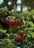 Tomatoes in greenhouse