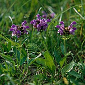 Prunella grandiflora (Große Braunelle)