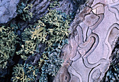 Lichens on bark are a sign of clean air