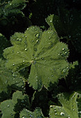 Alchemilla Mollis Frauenmantel mit Tau Tropfen