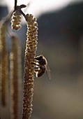 Honeybee on hazel catkin