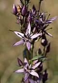 Swertia Perennis (Perennial Tarantula, Marsh Gentian)