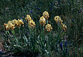 Iris chamaeiris, N.- Greece