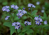 Wald-Vergißmeinnicht, myosotis Sylvatica