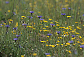 Blumenwiese: Centaurea cyanus (Kornblumen) und Crepis biennis (Wiesen-Pippau)