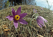 Pulsatilla vulgaris (Küchenschelle, Kuhschelle)