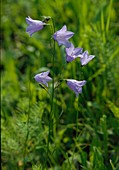 Campanula Rotundifolia, Rundblättrige Glockenblume