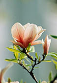 Magnolia soulangeana (Tulip magnolia)
