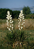 Yucca filamentosa (Yucca-Palmen) mit weissen Blüten