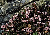 Loiseleuria procumbens, Syn. Kalmia procumbens-Gemsheide, auch Alpenazalee, Alpenheide, Hirschheiderich oder Felsenröschen genannt