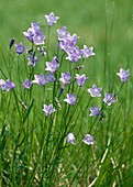 Campanula rotundifolia, round-leaved bellflower