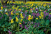 Spring meadow : Primula veris (primrose) and Corydalis solida (larkspur)