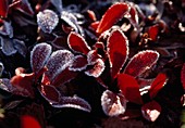 Arctostaphylos uva-ursi Leaves of bearberry in hoarfrost