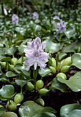 Eichhornia (Wasserhyazinthe)