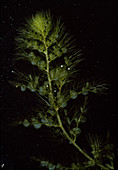 Utricularia vulgaris, water hose