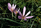 Colchicum autumnale (Meadow saffron)