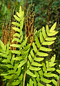 Osmunda regalis (Royal fern) with fresh shoots