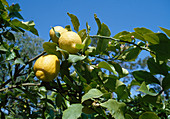 Citrus limon lemon tree