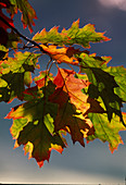 Quercus rubra (red oak) - leaves - autumn colouring