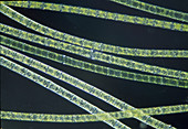 Thread alga, Cladophora