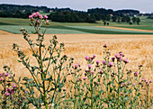 Cirsium arvense (Field thistle) in the cereal field