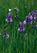 Iris sibirica (Sibirische Schwertlilie, Wiesen-Schwertlilie)