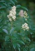 Ligustrum vulgare, privet