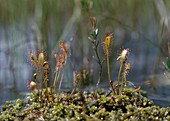 Drosera anglica, long-leaved sundew - carnivorous bog plant