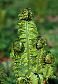 Spring shoots of ferns