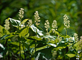 Two-leaved shade flower (Maianthemum bifolium)