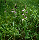 Cephalanthera rubra, red woodland bird's-eye