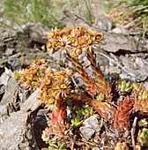 Sempervivum montanum, Berg- Hauswurz