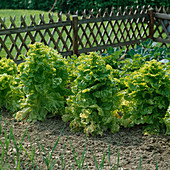 Butterhead lettuce (Lactuca)