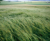 Barley field in the wind, barley (Hordeum)