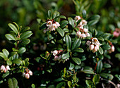 Blühende Preiselbeeren, Vaccinium vitis-idaea, Schweden, Skandinavien