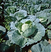 White cabbage