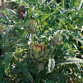 Artichokes (Cynara scolymus) in the vegetable garden