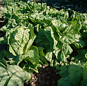 Bind lettuce Roman lettuce, summer endive