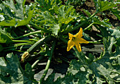 Grüne Zucchini mit Blüte und Frucht (Cucurbita pepo) im Gemüsebeet