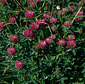 Trifolium pratense (red clover)