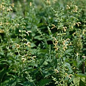 Salvia glutinosa Sticky sage