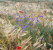 Kornblumen und Klatschmohn