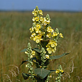 Verbascum thapsus (Königskerze)