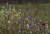 Blumenwiese mit Kornblumen (Centaurea cyanus) und Kamille (Matricaria chamomilla)